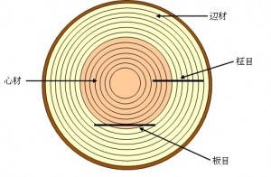 画像樹木